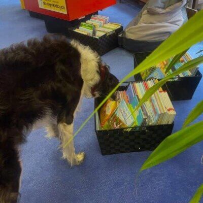 Z prawej strony na podłodze stoją kasetony z kolorowymi książkami. Po lewej stoi duży pies. Wącha książki. Kliknięcie powoduje powiększenie zdjęcia.